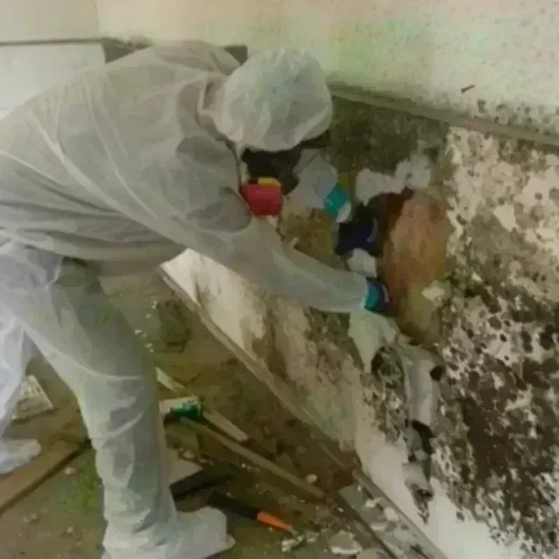 Mold Remediation and Removal in Cabarrus County, NC